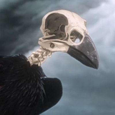 Anika_Stahlwing's profile picture. 