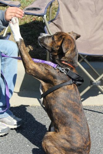 AsheNCAnimals's profile picture. We proudly serve as the official Ashe County Animal Control presence on Twitter!