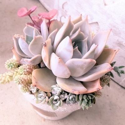 趣味の延長でめちゃくちゃマイペースに自宅販売したりしていますʕ๑'ㅅ'๑ʔ‧˚
種類を集めるのはキリとスペースがないので可愛く寄せ植えすることをメインにしています·͜· ︎︎
𝕝𝕟𝕤𝕥𝕒𝕘𝕣𝕒𝕞⬇