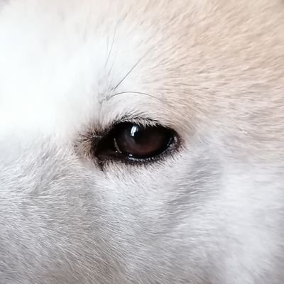 canimoche's profile picture. 