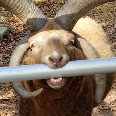 ゆきすずさんのプロフィール画像