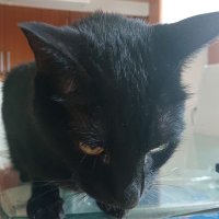 くま (@yosimune2da) 's Twitter Profile