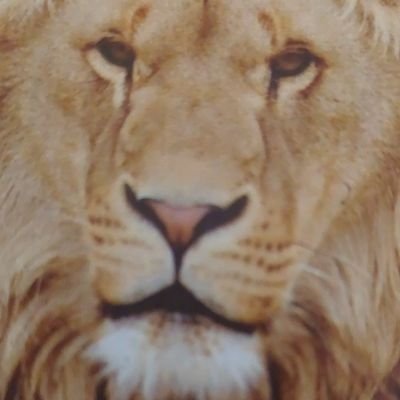 PetSimu87823847's profile picture. 