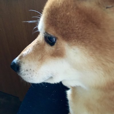 yumiko21hanzo25's profile picture. 耳の病気と癌の後遺症と闘いながら明るく生きてます✌️オネエ様達❤️ホラー大好き（被り時🕰️ゾゾゾ様とオウマガトキFILM様を優先🙇‍♀️💕）トモさんのスペース最高❤️Avant様で元気を貰いに名古屋で🥂呑む🤣名前は呼び捨てで🤗天国に居るみんな見守っててね🥺はやお君の声に癒されてる❤️脳みそ中2ドM男子🫣