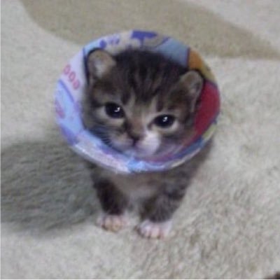 ZPathetic's profile picture. Pronouns: He/She/They I love ROTTMNT and DHMIS‼️‼️