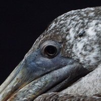 ELP (@backtobirding) 's Twitter Profile