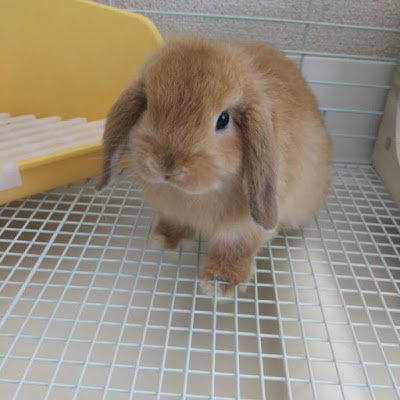 Usappi555's profile picture. ロップイヤーラビット=タレ耳￣(=∵=)￣うさぎのラブです☺️ラブでデブではありません…どちらかというとチビです😅
吾輩の母上の名はオリビアで父上は…チビ…😥CHIBI。確かに母上より大分小さかったから…😅