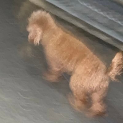 abchome10's profile picture. 特に無し