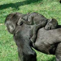 はち🦍 (@hati8_mj) Twitter profile photo