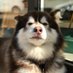 正在长胖的🐷(互赞互fo交个朋友) (@zhuliechuang1) Twitter profile photo 正在长胖的🐷(互赞互fo交个朋友) (@zhuliechuang1) Twitter profile photo