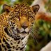 Jaguar (@jaguarselvatico) Twitter profile photo Jaguar (@jaguarselvatico) Twitter profile photo