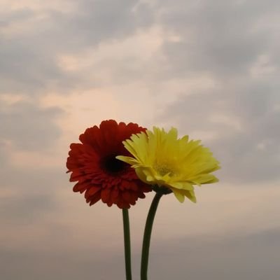 gerbera67062359's profile picture. 