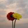gerbera67062359's profile picture. 