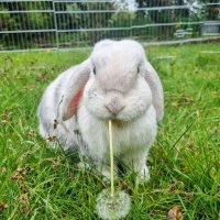 Judith Jones🇺🇸🇺🇸(@rabbit_lover24) 's Twitter Profile Photo