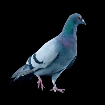 HATONOTUKAI's profile picture. 圧倒的鳩
ガンダムだったりあまうだったりとまあ雑多垢ですね