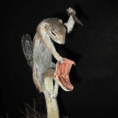 anxifnsk's profile picture. re development, firearms, watches, aspiring chef