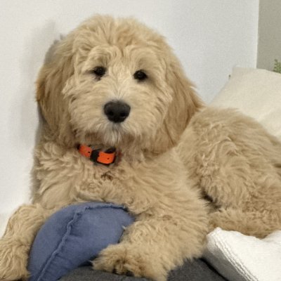 littlebeth26's profile picture. 