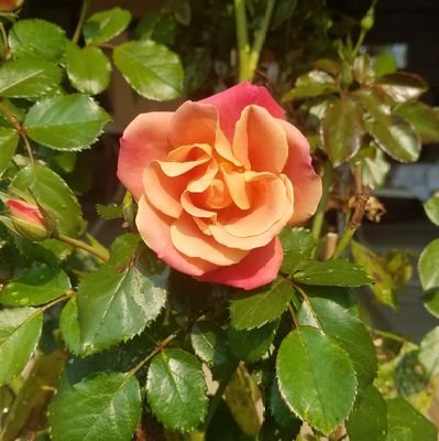 Hommeld4's profile picture. 🇺🇸Forever a 80's chick🇺🇸