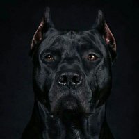 BLACKDOGG(D) (@ps4l_resistance) 's Twitter Profile
