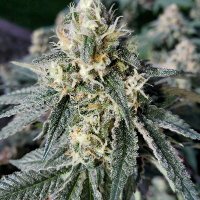 420 Farming (@420farming) 's Twitter Profile