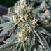 420 Farming (@420farming) Twitter profile photo 420 Farming (@420farming) Twitter profile photo