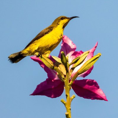 Amateur (impatient) birder based in Thailand. Walking, spotting birds, and taking bird photos keep me sane and teach me to be patient. Love cats and birds.