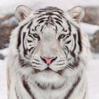 BaiHu Capital (@baihucap) 's Twitter Profile