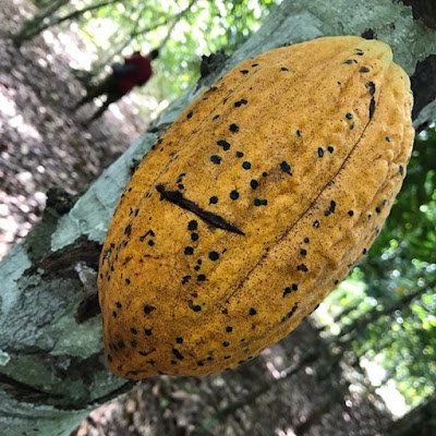 kahad_adamu's profile picture. Environmental Planning. Urban Politics and Governance. Land Governance, Sustainability. Data Science.
