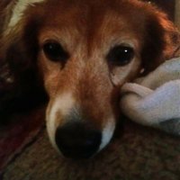 Scheherezade007 (@scheherezade007) 's Twitter Profile