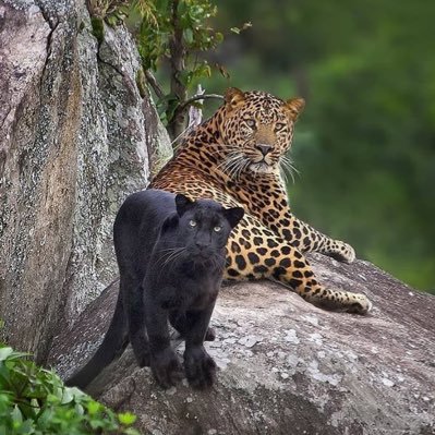 mfd_xa's profile picture. كن قوياً . فلحياة لاترحم احد