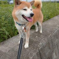 ノニ (@jazzandwork) 's Twitter Profile