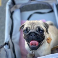 シャルル@パグ (@charlemagnepug) 's Twitter Profile Photo シャルル@パグ (@charlemagnepug) 's Twitter Profile Photo
