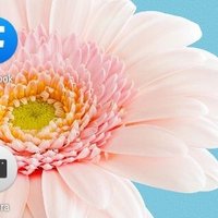 Elvis (@elviraelvis2022) 's Twitter Profile
