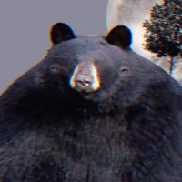 Minecraft Cave Noises(@MildlyUpsetBear) 's Twitter Profile Photo