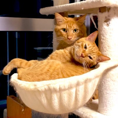 Iea03PP8apnI9l8's profile picture. ネコと宝塚とバレエ🩰とベイスターズと瀬戸康史くんとQUEENと読書と寅さんとまめきちまめこさんとメロとタビが大好きです◡̈♡茶トラ猫ズ🐈との日々/医療勉強中🚑🫥❤️‍🩹/脊椎の病気で半年入院・手術2回・2ヶ月半ベットから動けず・2025.05退院2ヶ月リハビリ病院へ・3回目の手術と社会復帰を目指してます🏥