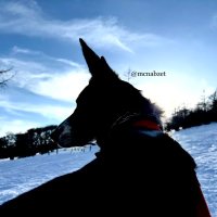 マクナブシェパードのZet💤🇯🇵 (@zetmcnab) Twitter profile photo