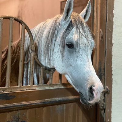 Milaf_34's profile picture. تمادو في حب الخيل 🤍