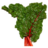 Swiss Chard