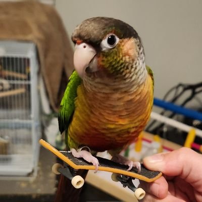 gustavGCC's profile picture. this mf fly as hell