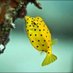 daily aquatic sillies 🐡 (@fishielovesyou) Twitter profile photo daily aquatic sillies 🐡 (@fishielovesyou) Twitter profile photo