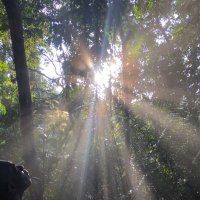 Gardiens de la forêt (@gardiensforet) 's Twitter Profile