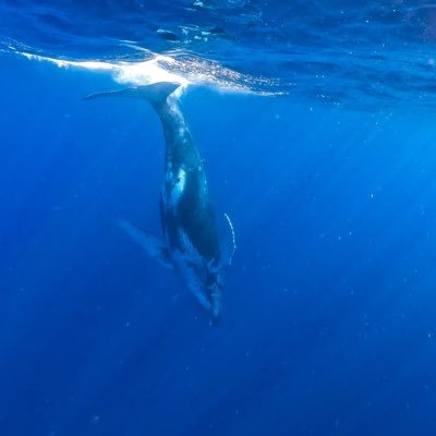 2023年奄美大島ホエールスイムプロジェクト!野生のザトウクジラと一緒にスイムをしてみたい人大募集🐳一生に一度の感動体験を是非アナタも!参加希望の方はDMで連絡くださーい🤲 #ホエールスイム #奄美大島 #whale #ダイビング #ダイビング好きな人と繋がりたい #ザトウクジラ #gopro #参加者募集 #拡散