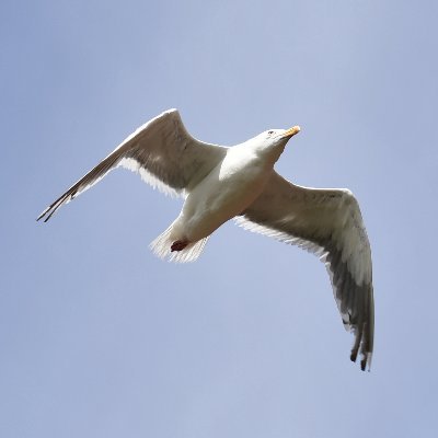 axtusamuter's profile picture. 気になることを見たり時折つぶやいたりしている人です。
交通・乗り物/旅行・トラベル関連/時にアニメ・アニソンなど範囲は雑多