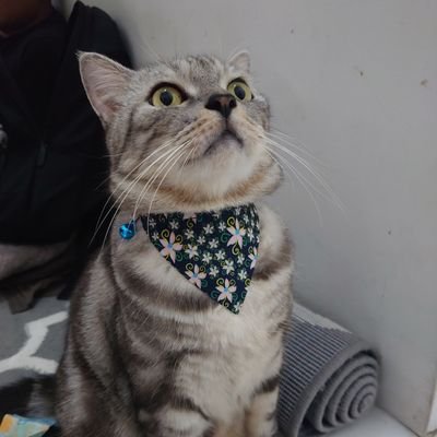 yupicriptoNFT's profile picture. let go for  big win