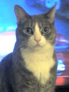 vegaskitties's profile picture. Gizmo Smoke Hopper Squeakers Zippi & Itty Bits kitties in Florida