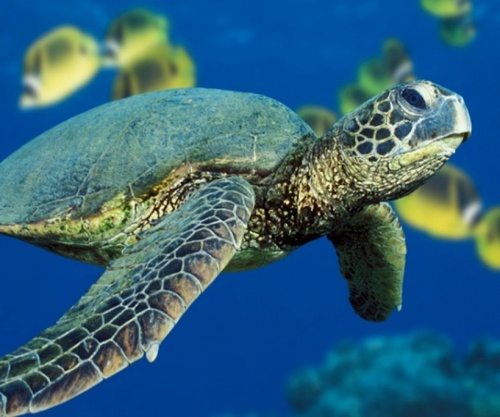 jrollinsgirl's profile picture. 