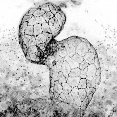 We study mechanotransduction during heart valve morphogenesis, blood vessel formation and left-right asymmetry in zebrafish @ImperialBioeng