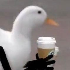 dhib85's profile picture. 