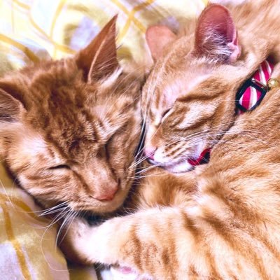 じぇしか🐱🐱 on X: 