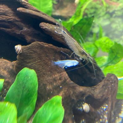 週末はメダカの育成(2019年開始)🐟#メダカ#メダ活#金魚#野球ファン⚾️春から夏は庭で#家庭菜園やってます🍅 無言フォロー失礼します!無言フォローオッケー👌